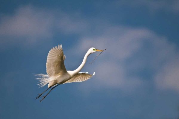FL, St Augustine Great egret in flight